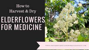How to use elder flowers. Harvesting Drying Elderflowers For Medicine Youtube