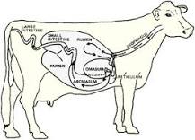 do-cows-have-4-stomachs