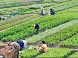 Traditional agriculture in the past was for subsistence with cereal based farming system where millets and pseudocereals were important. Himachal Pradesh Hp To Bring 2 00 Hectares Under Organic Farming Develop 200 Bio Villages Shimla News Times Of India