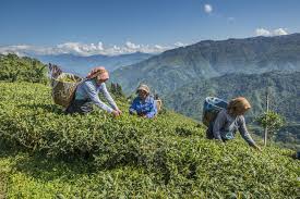 National union of plantation workers (nupw) Bengal May Set Minimum Wage For Tea Garden Workers Telegraph India