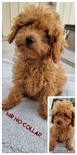 poodle dogs puppies gumtree