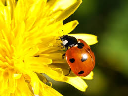 attracting ladybugs into your garden