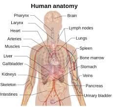 human anatomy body systems organs