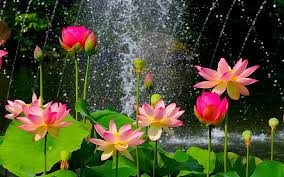 water lilies pink flowers fountain