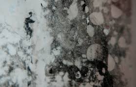 Removing Mould From Walls How To