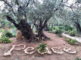 garden of gethsemane in jerum
