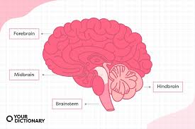 parts of the brain a glossary of 50