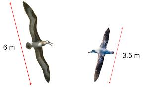 Image result for Wandering Albatross Diomedea exulans
