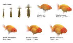 57 Best Ranch Goldfish Images In 2019 Goldfish Aquarium
