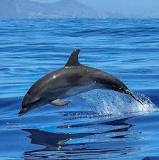 Image result for dolphin facts