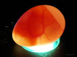 Chicken Egg Candling Guide The Poultry Guide