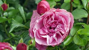 Die beste pflanzzeit für wurzel­nackte rosen ist der herbst, weil der boden meist so feucht ist, dass niemals die gefahr besteht, dass die pflanze vertrocknet. Im Herbst Wurzelnackte Rosen Pflanzen Ndr De Ratgeber Garten Zierpflanzen