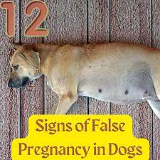 12 signs of false pregnancy in dogs