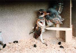 Barn Owl Nest Box No 23 Schwegler Natur