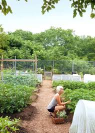 Vegetable Gardening As Therapy