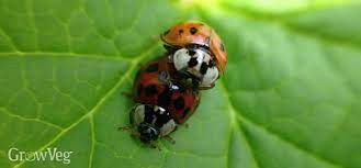 make your garden a ladybird paradise