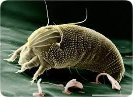 dust mites machado environmental