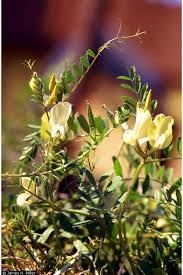 Vicia grandiflora | CLIMBERS