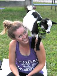 goat yoga craze comes to williamson one