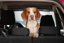 Cute Beagle Dog Car Adorable Pet Stock