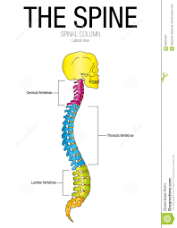 Spine Diagram Chart Catalogue Of Schemas