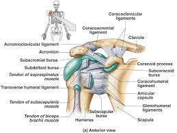 Plus, exercises for training them. Shoulder Muscle Diagram Labeled Dream To Teach