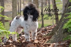 hondo toy party colored poodle