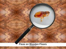 fleas on hardwood floors how to