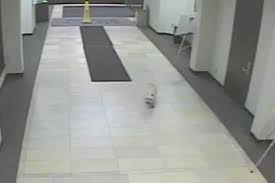 Watch Heartwarming Moment Runaway Dog