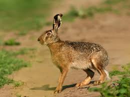 Termenul de iepure desemnează mamiferele cu urechi lungi din familia leporidae, ordinul lagomorpha.acestea se clasifică în 2 categorii: Iepurele De Pasti Un Nou Simbol Acceptat De Romani