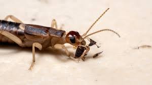 what do earwigs eat it s more than