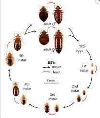 baby bed bugs how big are they and