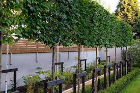 Trees For Screening Privacy