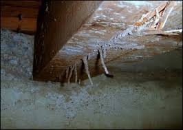 termites floor damage wood or