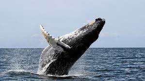These marine mammals are usually identified by their enormous size, majestic whale songs. Humpback Whales Make A Comeback In Australian Waters As Numbers Rebound Our World