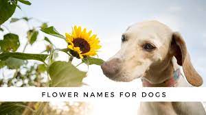 200 flower names for dogs your dog