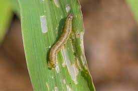 garden pests how to control armyworm