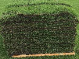 It is a creeping grass that can withstand the heat. Empire Turf Zoysia Sod Solutions Homeowners