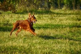 Addestramento del cane da ferma. Addestramento Di Cani Da Ferma Tutto Cio Che Devi Sapere Generazione Post