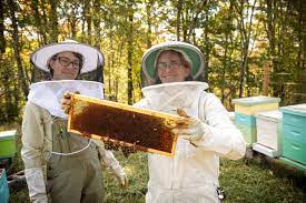 beekeeping collective launches