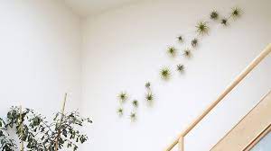 Decorating With Air Plants