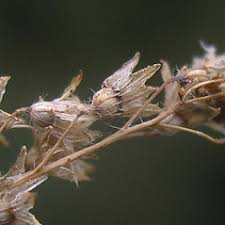 Alchemilla monticola (hairy lady's-mantle): Go Botany