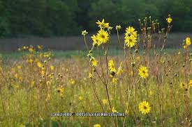 Photo Of The Bloom Of Prairie Dock