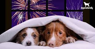 calm your dog during fireworks dogs