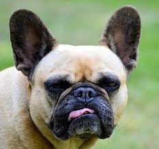 Bat ears, which are high set, broad at its base and elongated and rounded at the top, standing erect. 34 Facts About French Bulldogs Pets Kb