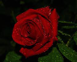 3d Red Rose Live Wallpaper - 1280x1024 ...