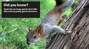 pest advice for controlling grey squirrels