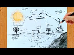 to draw carbon cycle diagram