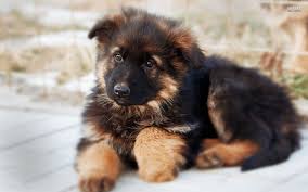 Find german shepherd dog puppies and breeders in your area and helpful german shepherd dog information. German Shepherd Puppies For Sale German Shepherd Puppy