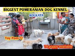 biggest pomeranian dog kennel hooghly